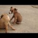 Dogs | cute Puppies Video