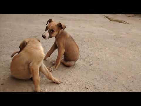 Dogs | cute Puppies Video