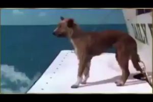 Dolphin saves dog from shark attack
