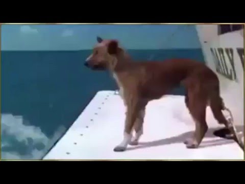 Dolphin saves dog from shark attack