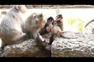 Dustin Fall Down Crying till Mother Catch | Baby Monkey Playing | Baby Monkeys Post