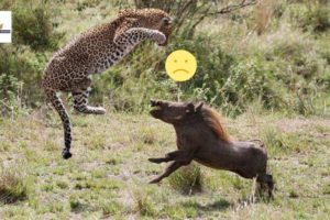 EXTREME Animal Fight|  Leopard Vs Warthog Vs Hyena | Award Safaris