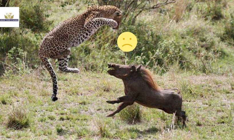 EXTREME Animal Fight|  Leopard Vs Warthog Vs Hyena | Award Safaris