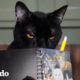 El diario de un gato travieso | El Dodo