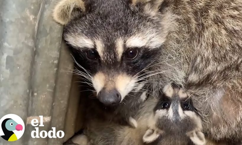El instinto de una mapache salva a sus bebés | El Dodo