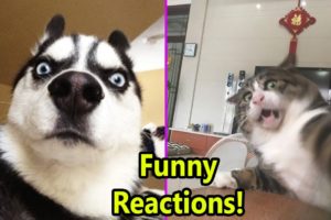 Emotions Of Pets - Funny Reaction of Cats & Dogs - Pets Story