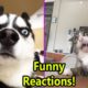 Emotions Of Pets - Funny Reaction of Cats & Dogs - Pets Story