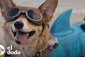 Este corgi hace surf sin que nadie lo ayude | El Dodo