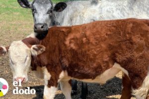 Este torito ciego y peludo tiene a una amiga que es sus ojos | El Dodo