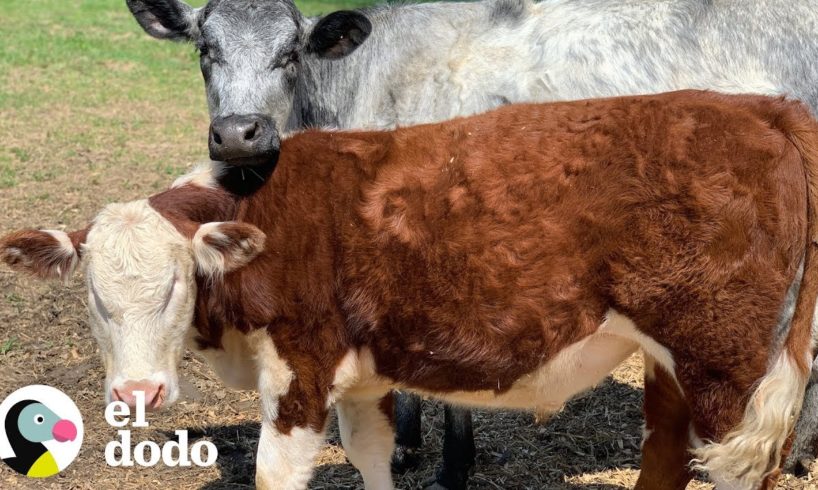 Este torito ciego y peludo tiene a una amiga que es sus ojos | El Dodo