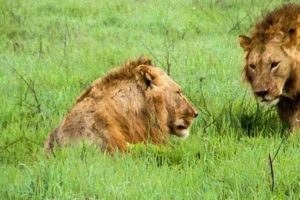 Extraordinary Lion Hunt Filmed | Attenborough 60 Years In The Wild | BBC Earth