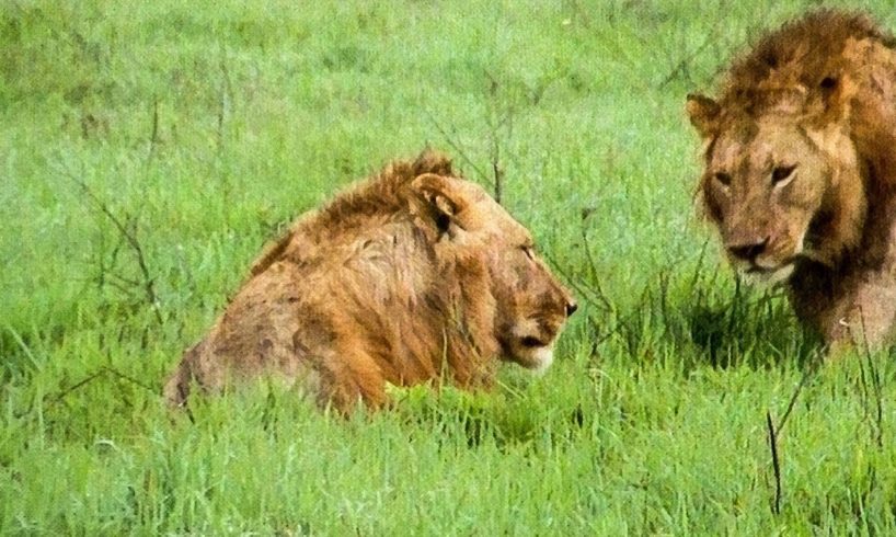 Extraordinary Lion Hunt Filmed | Attenborough 60 Years In The Wild | BBC Earth