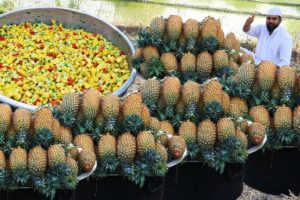FRESH PINEAPPLE FRUIT SALAD | Pineapple Fruit Salad | Nawabs