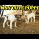 FUNNY CUTE PUPPIES PLAYING IN FIELD. #PUPPIES.