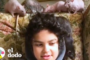 Familia no puede parar de adoptar ratas | El Dodo
