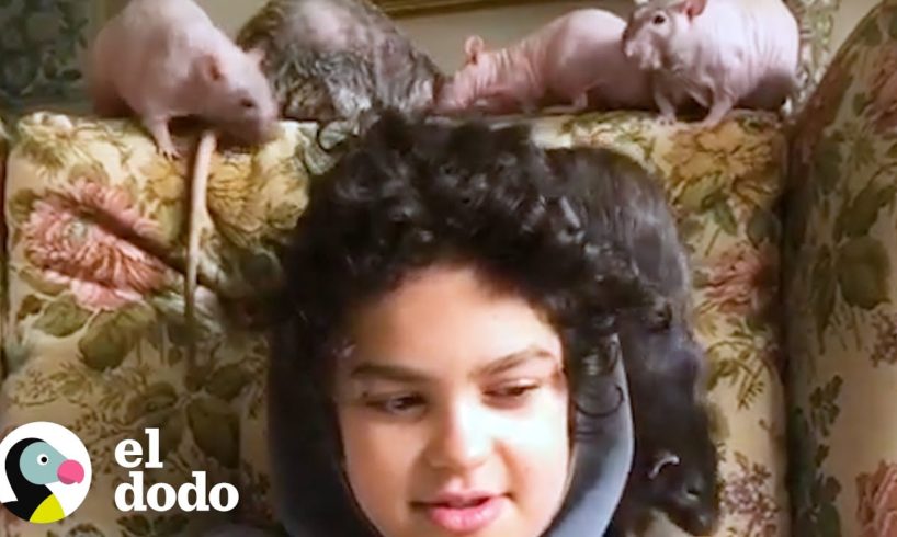 Familia no puede parar de adoptar ratas | El Dodo