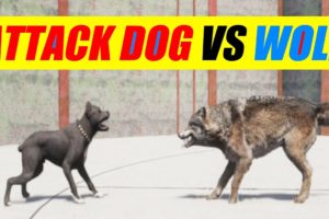 Far Cry 5 Arcade - Animal Fight: Attack Dog vs Wolf Battles (Custom Map Editor)