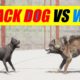 Far Cry 5 Arcade - Animal Fight: Attack Dog vs Wolf Battles (Custom Map Editor)