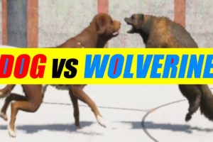 Far Cry 5 Arcade - Animal Fight: Dog vs Wolverine Battles (Custom Map Editor)