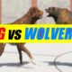 Far Cry 5 Arcade - Animal Fight: Dog vs Wolverine Battles (Custom Map Editor)