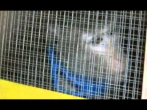 Fifty five Monkeys Rescued From A New Jersey Animal Research Lab