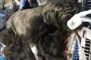 Find The Owner Of This Matted Dogs Matted fur dog being rescued and transformation