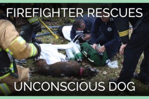 Firefighter Rescues Unconscious Dog—See His Fire Cam Footage!