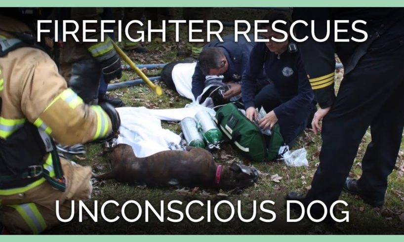 Firefighter Rescues Unconscious Dog—See His Fire Cam Footage!