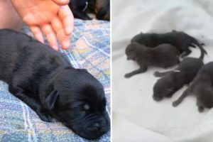 Firefighters Rescued These Puppies From Storm Drain. But They Aren't Actually Dogs