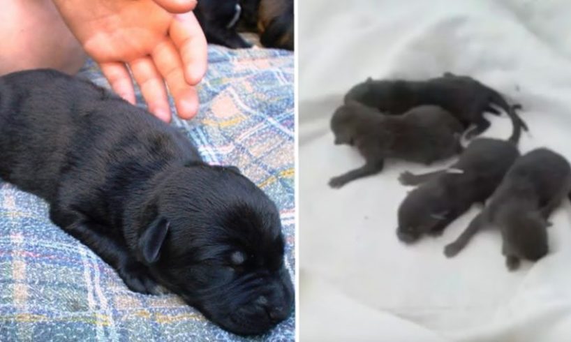 Firefighters Rescued These Puppies From Storm Drain. But They Aren't Actually Dogs