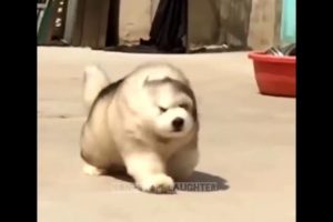 Fluffy boi | Cute puppies |Dogs ?