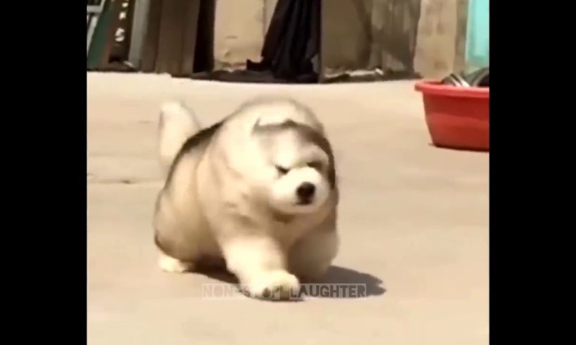 Fluffy boi | Cute puppies |Dogs ?