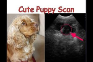 Follow golden dog's pregnancy and Cute PUPPIES Scan