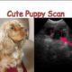 Follow golden dog's pregnancy and Cute PUPPIES Scan