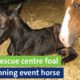 From rescue centre foal to stunning event horse