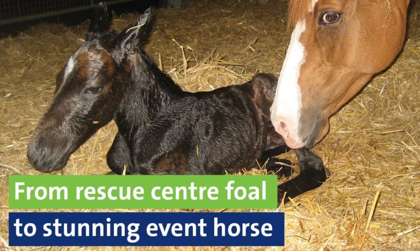From rescue centre foal to stunning event horse
