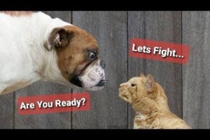 Funniest Pet Animals fight Ever