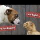 Funniest Pet Animals fight Ever