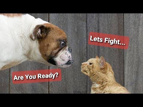 Funniest Pet Animals fight Ever