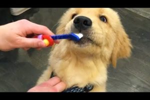 Funniest & Cutest Golden Retriever Puppies #2- Funny Puppy Videos 2020