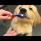 Funniest & Cutest Golden Retriever Puppies #2- Funny Puppy Videos 2020