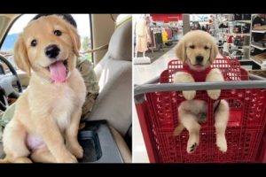 Funniest & Cutest Golden Retriever Puppies #39- Funny Puppy Videos 2019