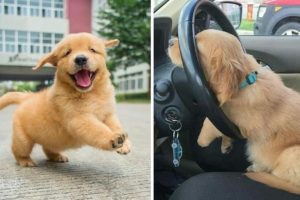 Funniest & Cutest Golden Retriever Puppies #4- Funny Puppy Videos 2020