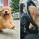 Funniest & Cutest Golden Retriever Puppies #4- Funny Puppy Videos 2020