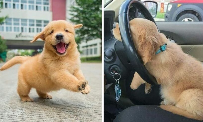 Funniest & Cutest Golden Retriever Puppies #4- Funny Puppy Videos 2020
