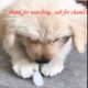 Funniest & Cutest Golden Retriever Puppies Compilation #3 - Funny Puppy Videos 2019