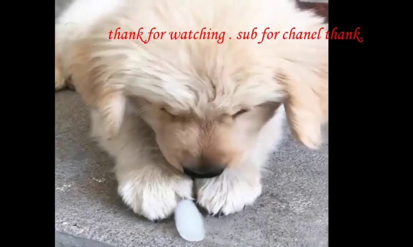 Funniest & Cutest Golden Retriever Puppies Compilation #3 - Funny Puppy Videos 2019