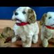 Funniest and Cutest Puppies |Funny puppy videos 2019 | Barking Jumping Dog Toy