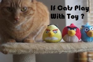 Funny Cats Videos- If Cats Play With Toy ?