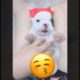 Funny Dog And Cat Videos Cute Puppies Cute Dogs Cute Cats Puppy Videos Compilation 2